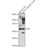 Western Blot - Anti-NGF Antibody (A8378) - Antibodies.com