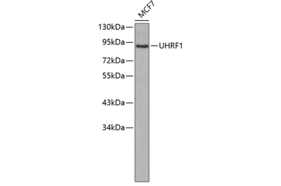 Western Blot - Anti-UHRF1 Antibody (A0297) - Antibodies.com