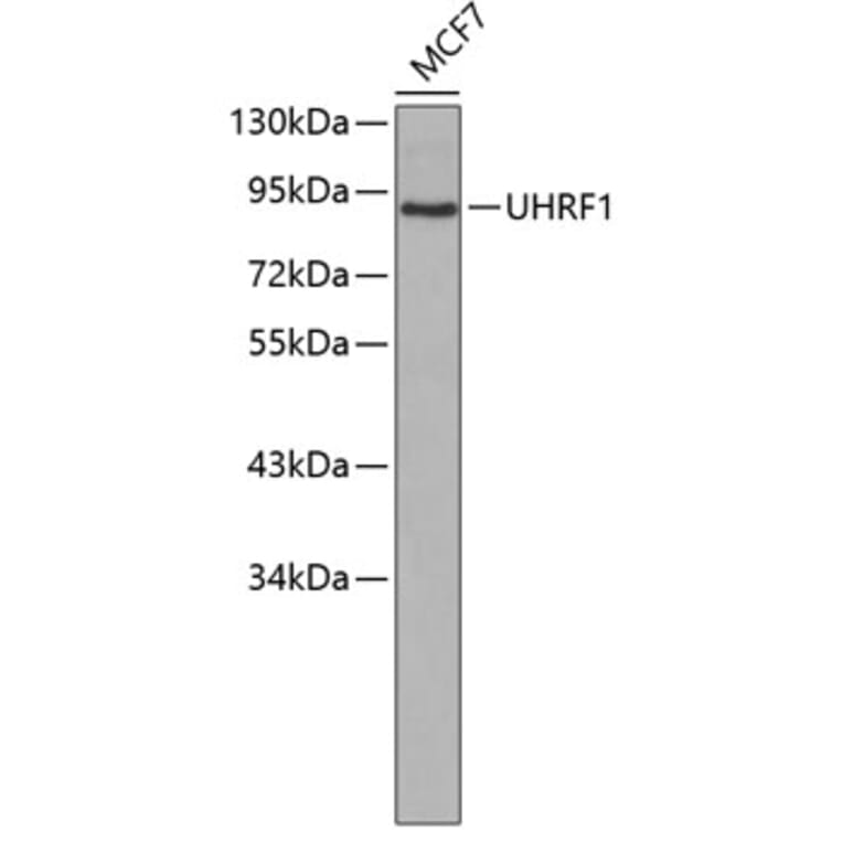 Western Blot - Anti-UHRF1 Antibody (A0297) - Antibodies.com