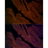 Immunofluorescence - Anti-Ryanodine Receptor Antibody (A8382) - Antibodies.com