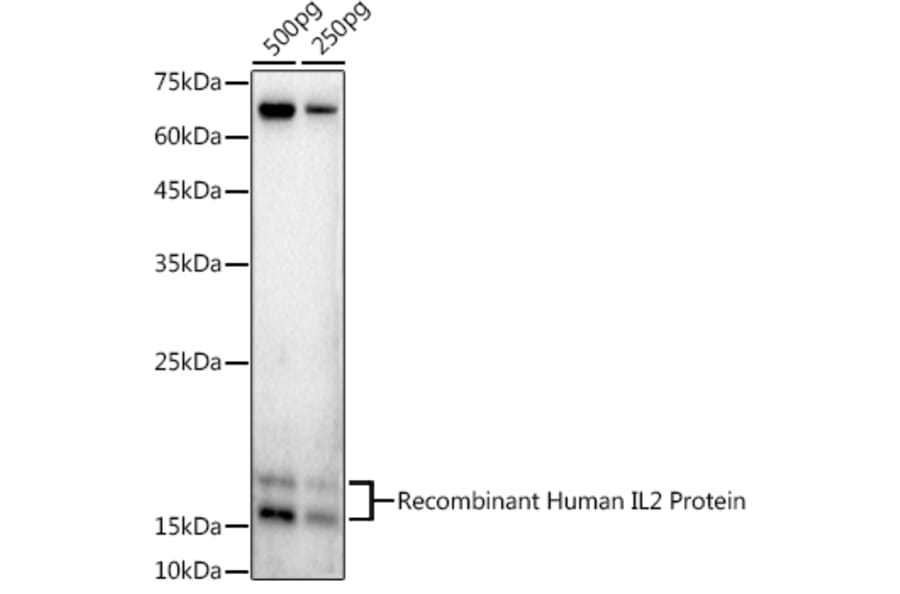 Western Blot - Anti-IL-2 Antibody (A8383) - Antibodies.com