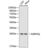 Western Blot - Anti-ADIPOQ Antibody (A0328) - Antibodies.com