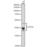 Western Blot - Anti-CD79a Antibody (A8388) - Antibodies.com