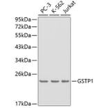 Western Blot - Anti-GSTP1 Antibody (A0348) - Antibodies.com