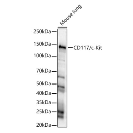 Western Blot - Anti-c-Kit Antibody (A8390) - Antibodies.com