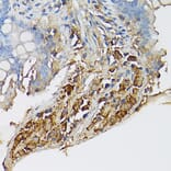 Immunohistochemistry - Anti-c-Kit Antibody (A8390) - Antibodies.com
