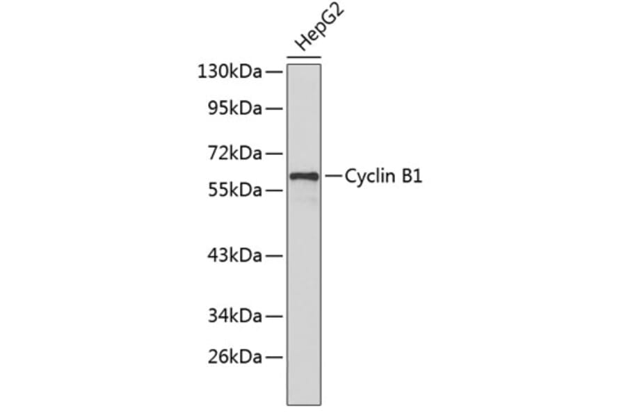 Western Blot - Anti-Cyclin B1 Antibody (A8393) - Antibodies.com