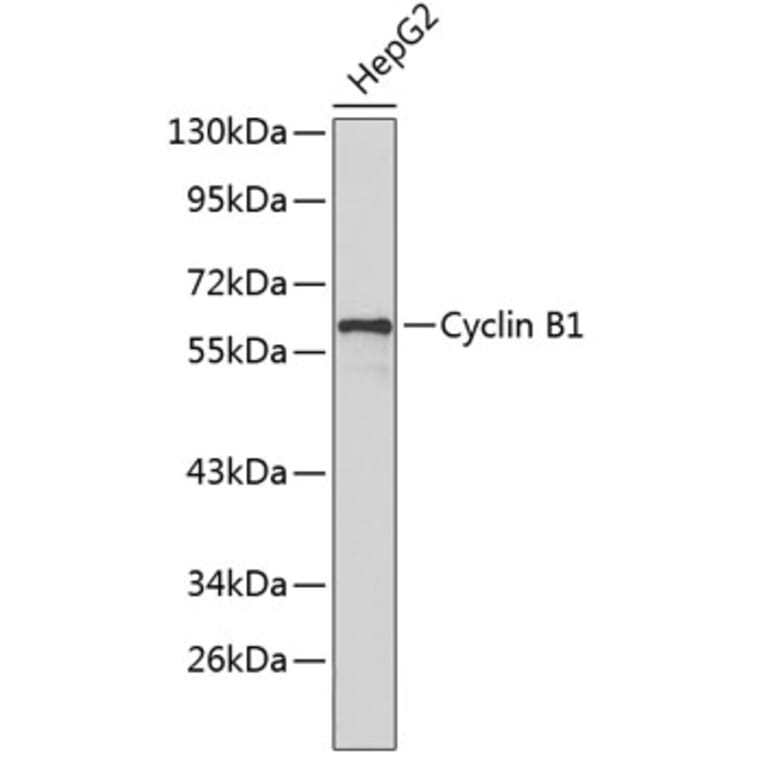 Western Blot - Anti-Cyclin B1 Antibody (A8393) - Antibodies.com