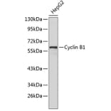 Western Blot - Anti-Cyclin B1 Antibody (A8393) - Antibodies.com