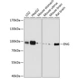 Western Blot - Anti-ENG Antibody (A0391) - Antibodies.com