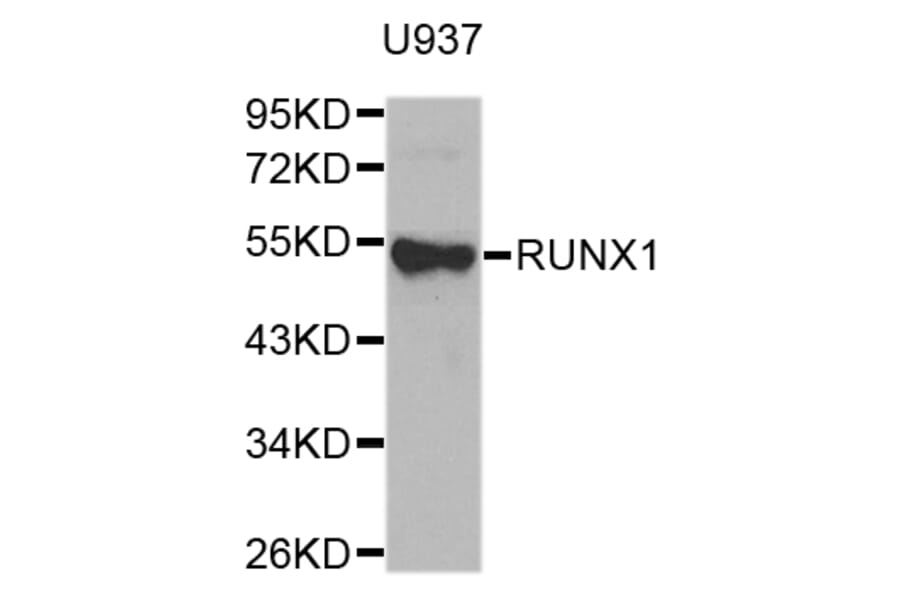 Western Blot - Anti-RUNX1 Antibody (A0399) - Antibodies.com