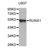Western Blot - Anti-RUNX1 Antibody (A0399) - Antibodies.com