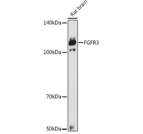Western Blot - Anti-FGFR3 Antibody (A8397) - Antibodies.com