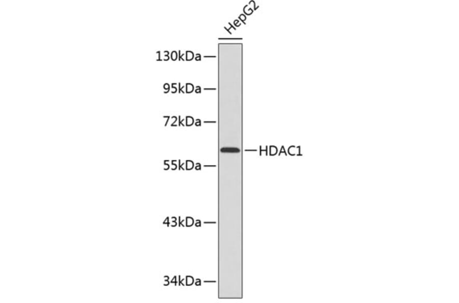 Western Blot - Anti-HDAC1 Antibody (A0421) - Antibodies.com