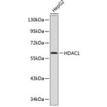 Western Blot - Anti-HDAC1 Antibody (A0421) - Antibodies.com