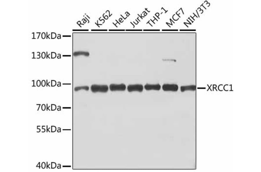 Western Blot - Anti-XRCC1 Antibody (A0443) - Antibodies.com