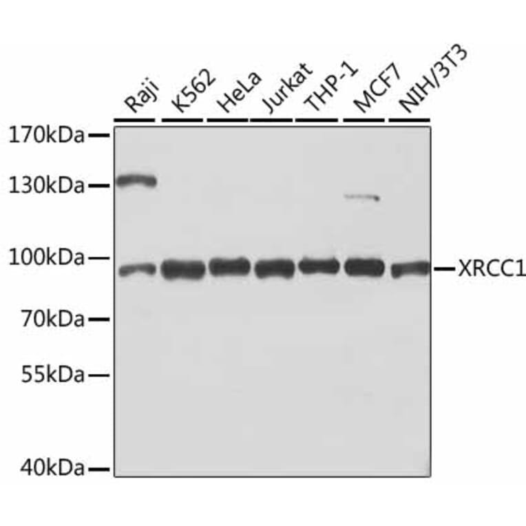 Western Blot - Anti-XRCC1 Antibody (A0443) - Antibodies.com