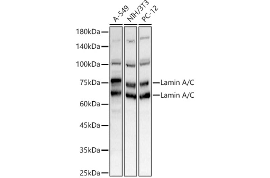 Western Blot - Anti-Lamin A Antibody (A8408) - Antibodies.com