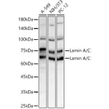Western Blot - Anti-Lamin A Antibody (A8408) - Antibodies.com