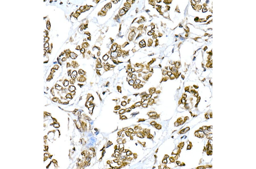 Immunohistochemistry - Anti-Lamin A Antibody (A8408) - Antibodies.com