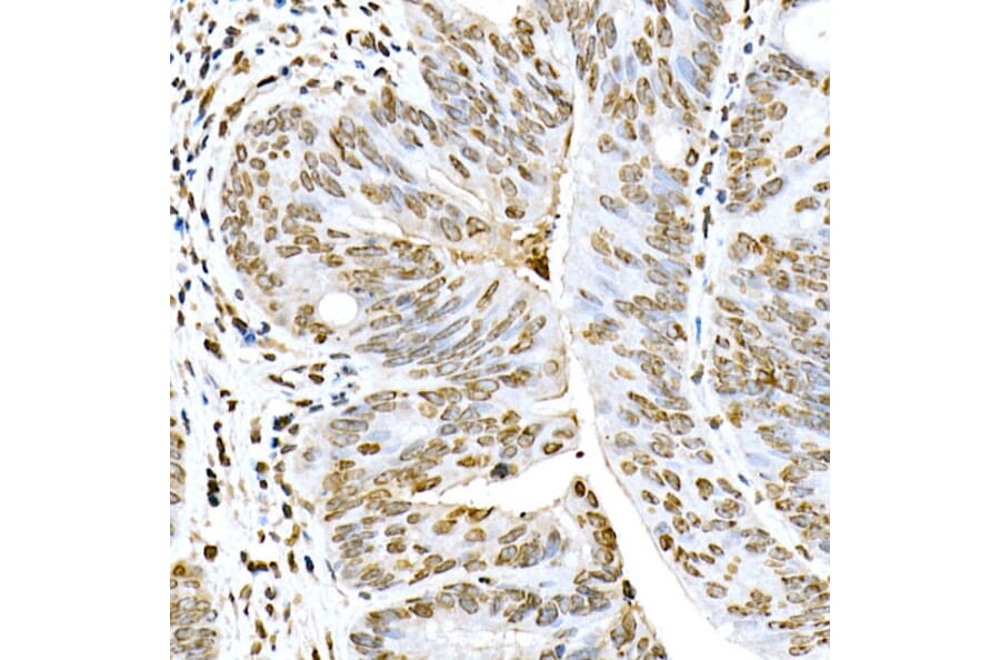Immunohistochemistry - Anti-Lamin A Antibody (A8408) - Antibodies.com