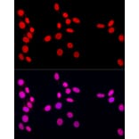 Immunofluorescence - Anti-Lamin A Antibody (A8408) - Antibodies.com