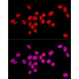 Immunofluorescence - Anti-Lamin A Antibody (A8408) - Antibodies.com