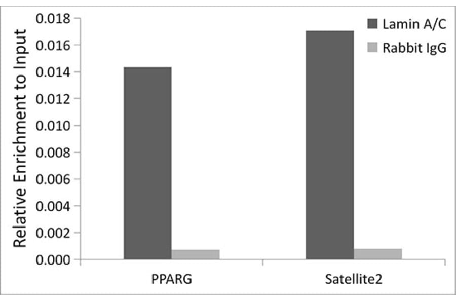 Chromatin Immunoprecipitation - Anti-Lamin A Antibody (A8408) - Antibodies.com