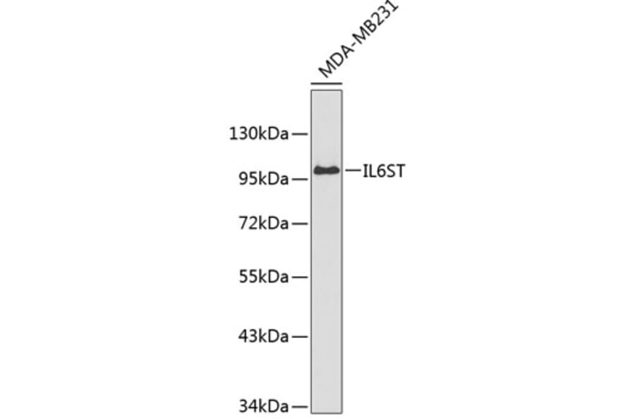 Western Blot - Anti-IL6ST Antibody (A0469) - Antibodies.com