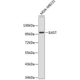 Western Blot - Anti-IL6ST Antibody (A0469) - Antibodies.com