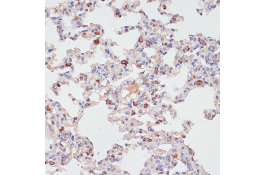 Immunohistochemistry - Anti-PKC delta Antibody (A8410) - Antibodies.com