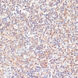 Immunohistochemistry - Anti-PKC delta Antibody (A8410) - Antibodies.com
