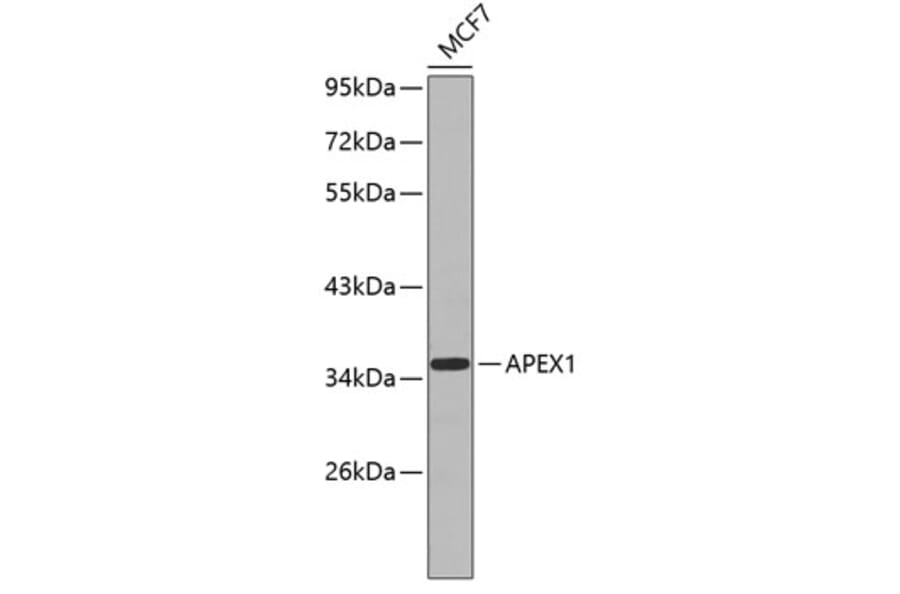 Western Blot - Anti-APEX1 Antibody (A0476) - Antibodies.com
