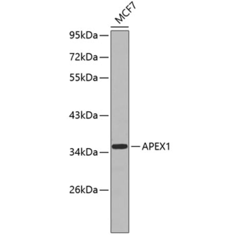 Western Blot - Anti-APEX1 Antibody (A0476) - Antibodies.com