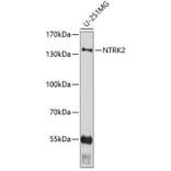 Western Blot - Anti-NTRK2 Antibody (A0487) - Antibodies.com