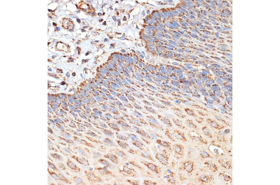 Immunohistochemistry - Anti-Tuberin Antibody (A8414) - Antibodies.com