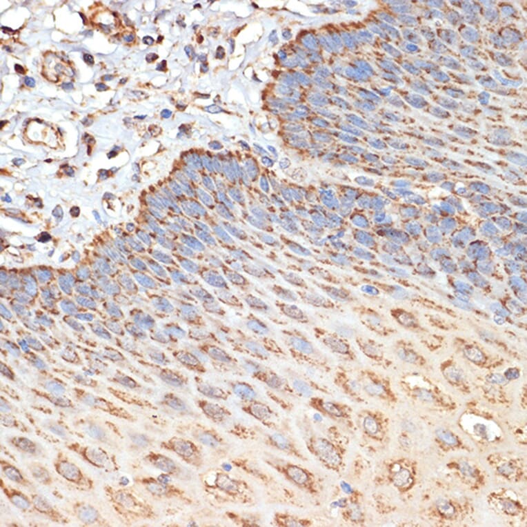 Immunohistochemistry - Anti-Tuberin Antibody (A8414) - Antibodies.com