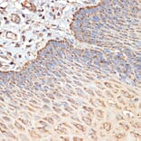 Immunohistochemistry - Anti-Tuberin Antibody (A8414) - Antibodies.com