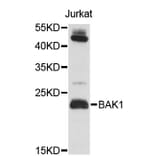 Western Blot - Anti-BAK1 Antibody (A0497) - Antibodies.com