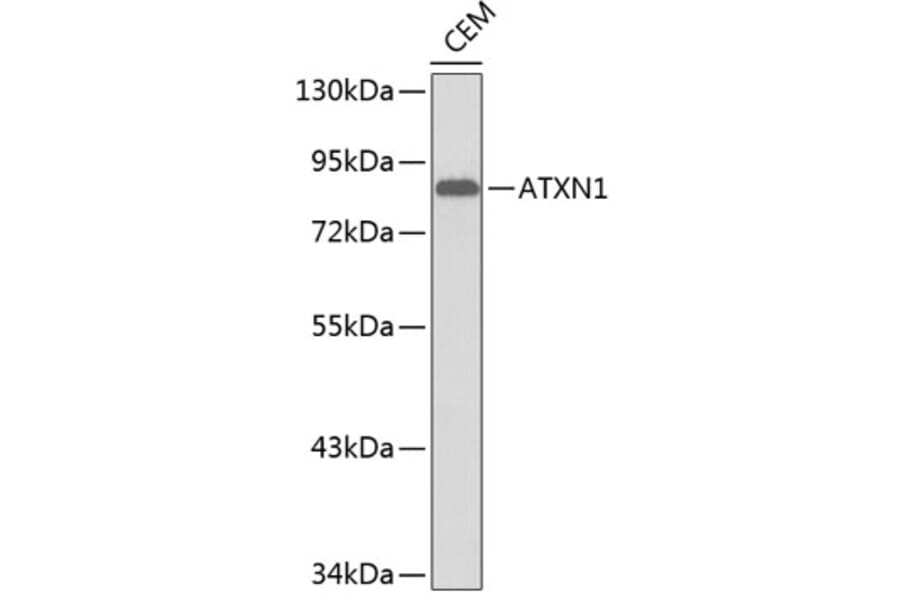 Western Blot - Anti-ATXN1 Antibody (A0506) - Antibodies.com