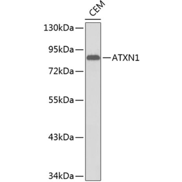 Western Blot - Anti-ATXN1 Antibody (A0506) - Antibodies.com