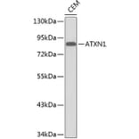 Western Blot - Anti-ATXN1 Antibody (A0506) - Antibodies.com