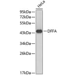 Western Blot - Anti-DFFA Antibody (A0507) - Antibodies.com