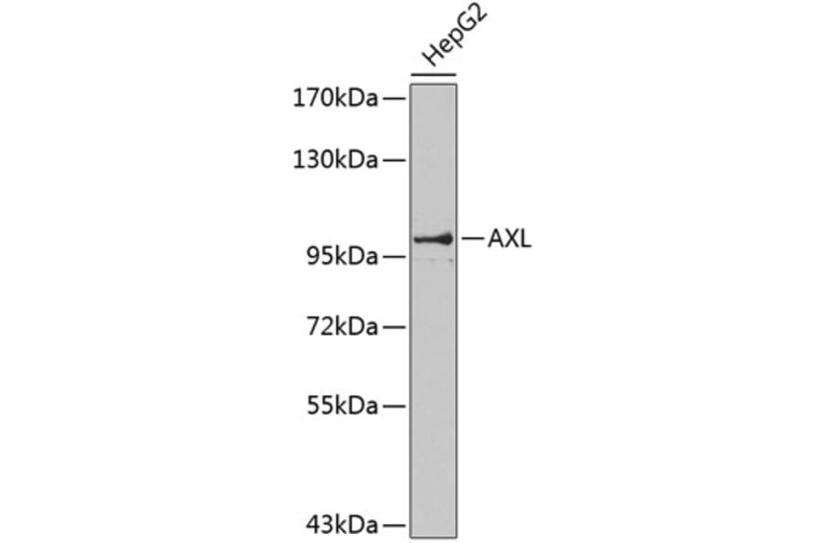 Western Blot - Anti-AXL Antibody (A0532) - Antibodies.com