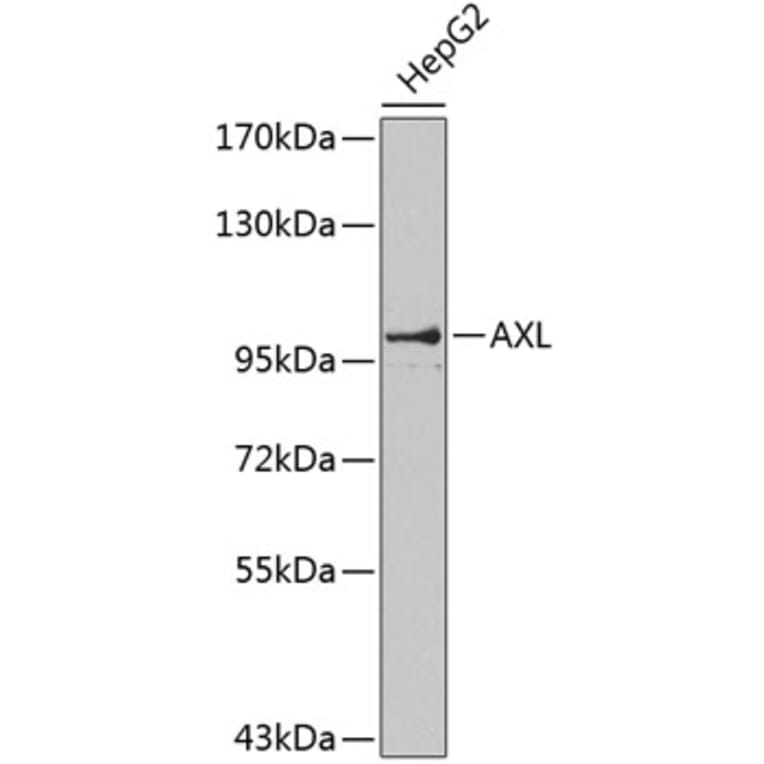 Western Blot - Anti-AXL Antibody (A0532) - Antibodies.com
