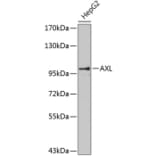 Western Blot - Anti-AXL Antibody (A0532) - Antibodies.com