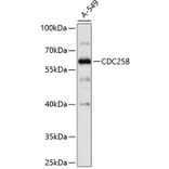 Western Blot - Anti-CDC25B Antibody (A0534) - Antibodies.com