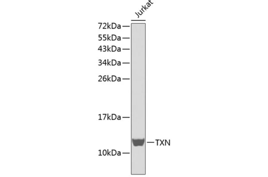 Western Blot - Anti-TXN Antibody (A0537) - Antibodies.com