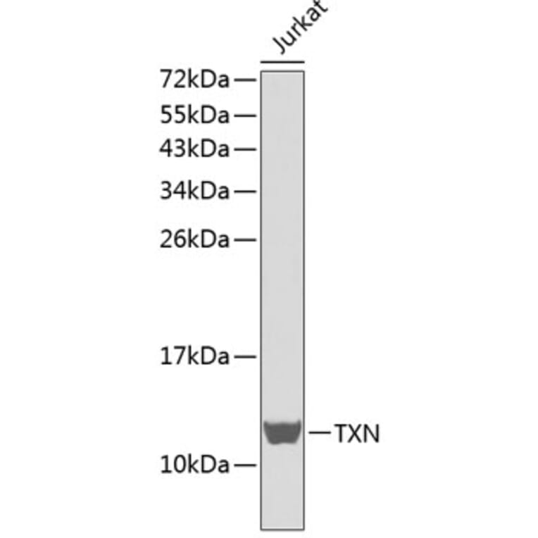 Western Blot - Anti-TXN Antibody (A0537) - Antibodies.com