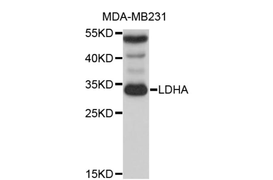 Western Blot - Anti-LDHA Antibody (A0543) - Antibodies.com
